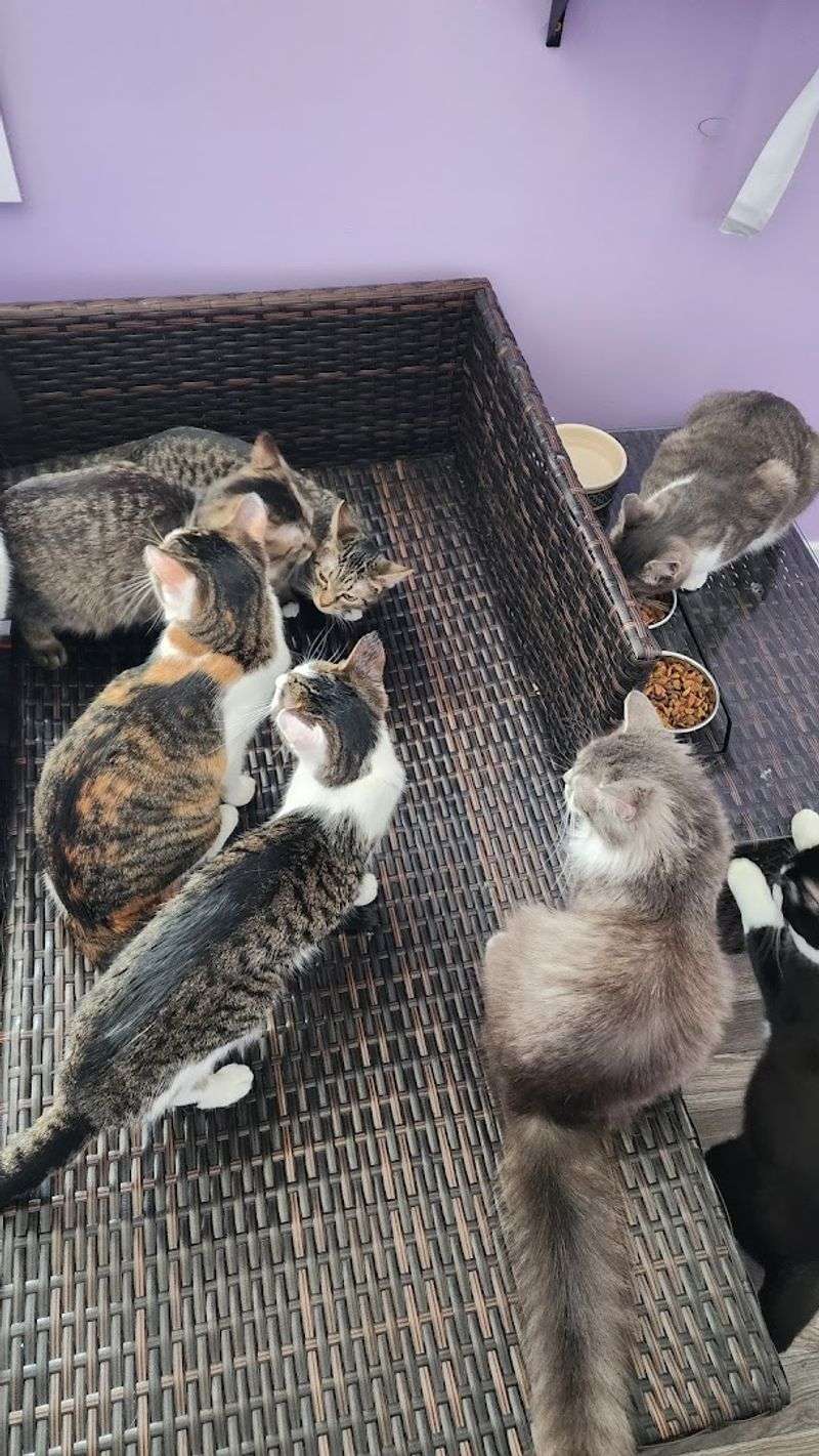 Adopting a Cat From the Café