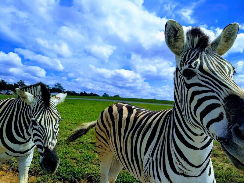 The Zebras: Charming Thieves With Stripes
