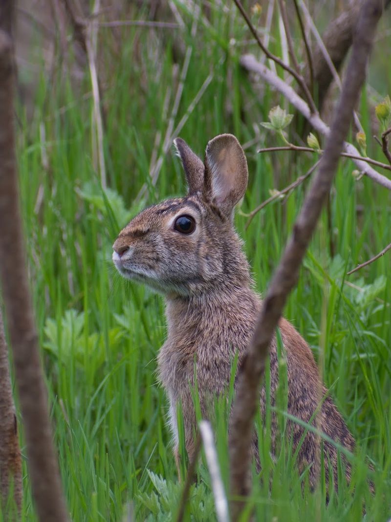 Wildlife Beyond the Birds