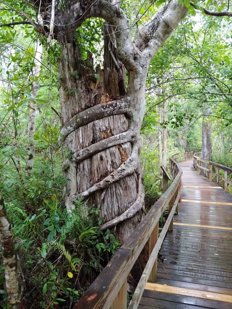 Big Cypress Bend Boardwalk for a Gentler Adventure