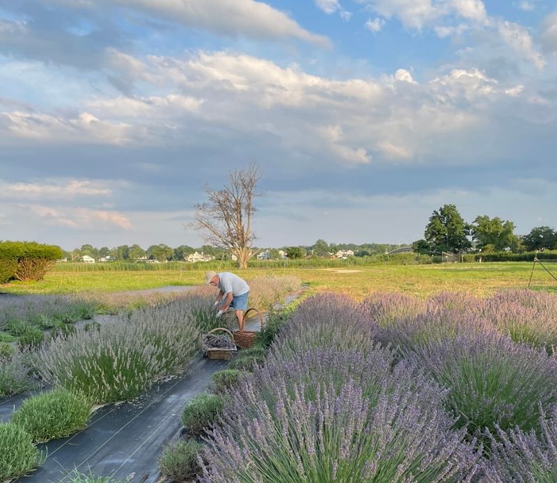 The Lavender Fields: What to Expect
