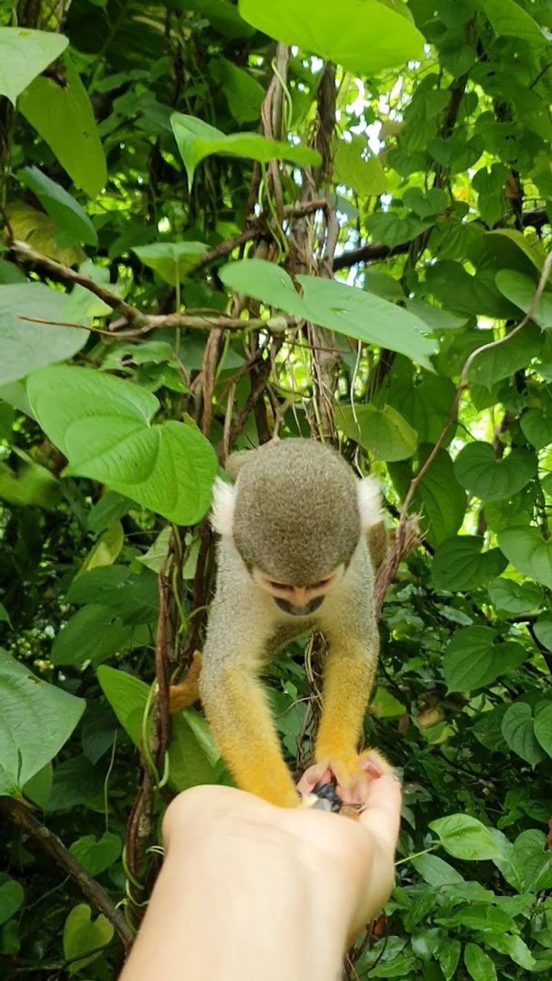 Meet the Spider Monkeys Up Close