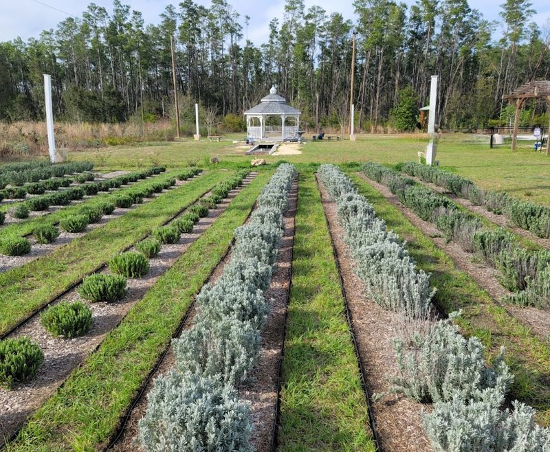 Aquaponics and the Worm Farm: Science Meets Soil