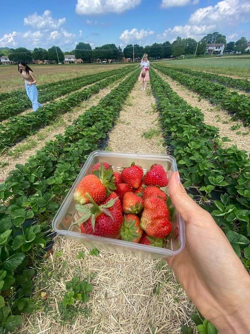 Pick-Your-Own Strawberries and What to Expect