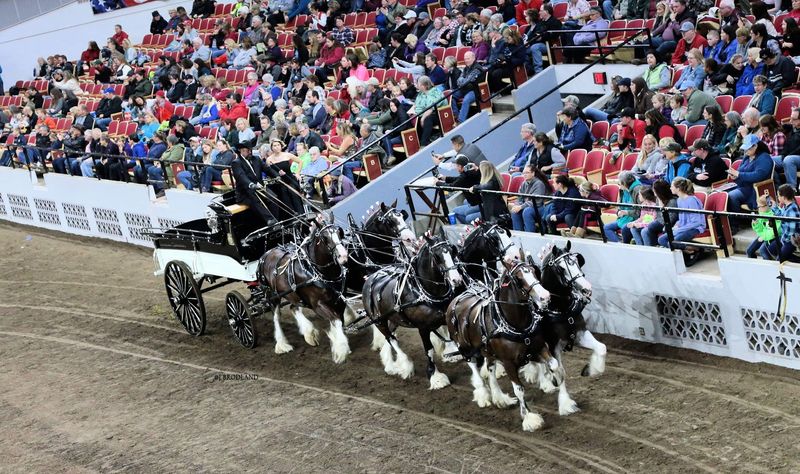 The Connection to Budweiser and Competitive Showing