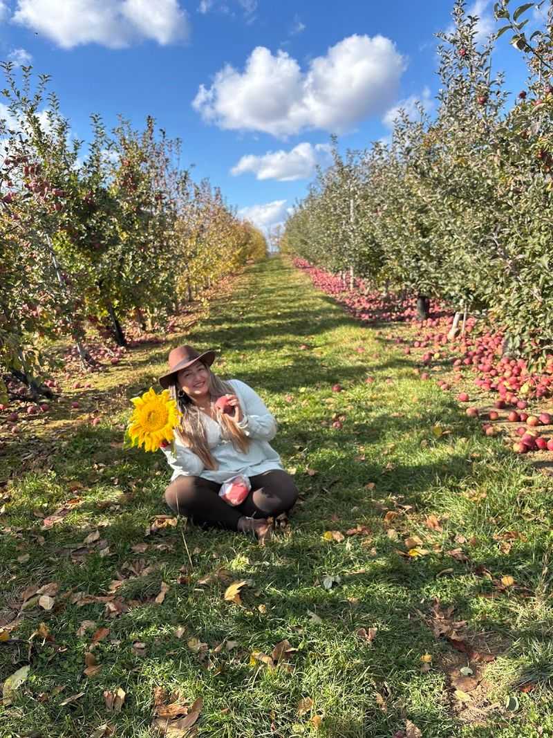 Apple Cider Donuts and the Orchard Experience