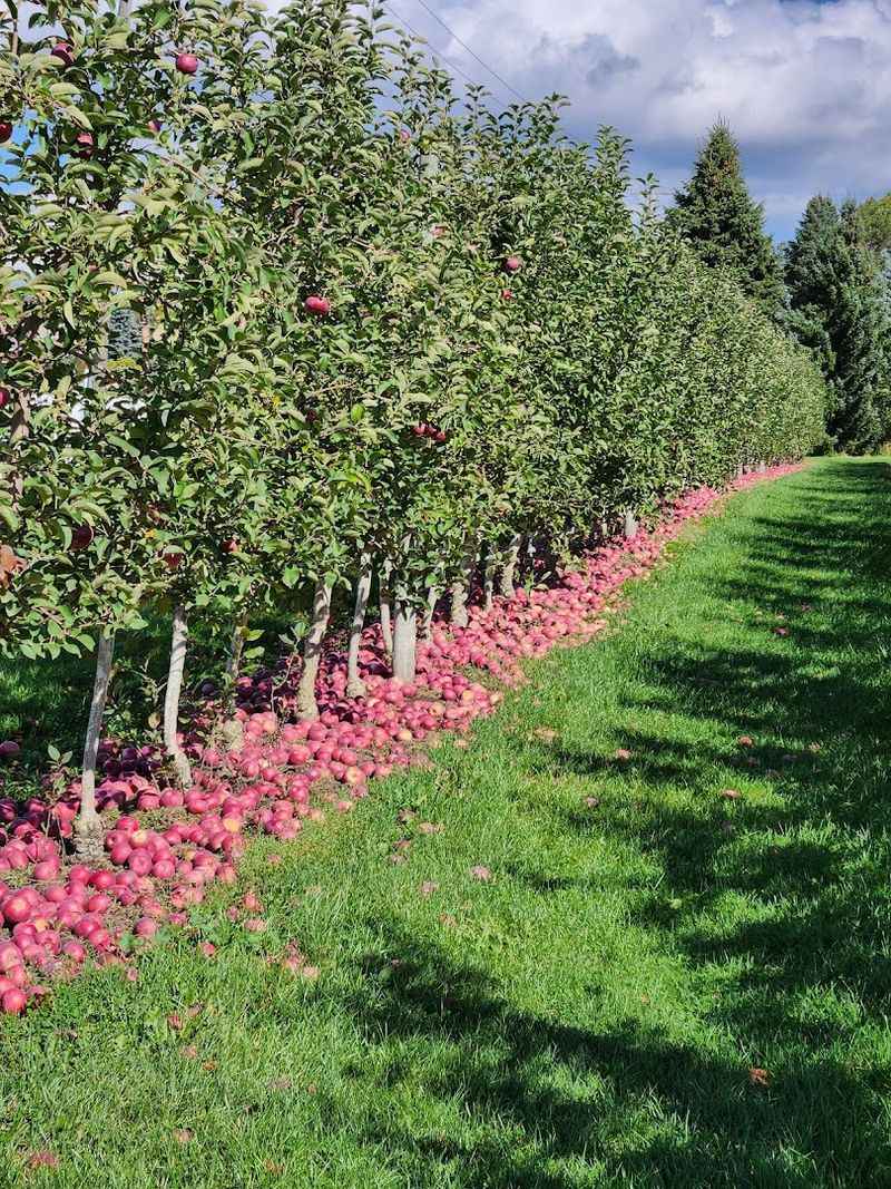 Apple Picking Across a 700-Acre Orchard