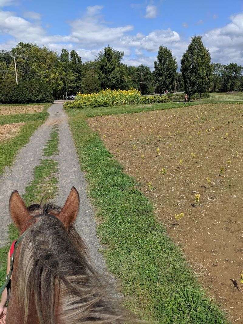 What Makes Long Valley the Right Setting