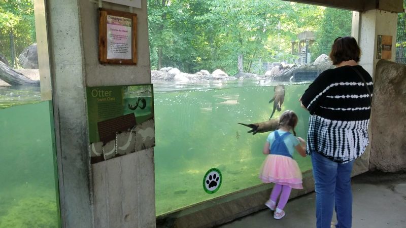 Rocky the Raven and Other Unexpected Stars