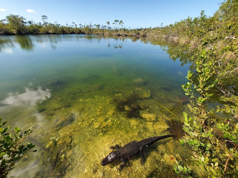 What It Feels Like to Spot a Wild Alligator Here