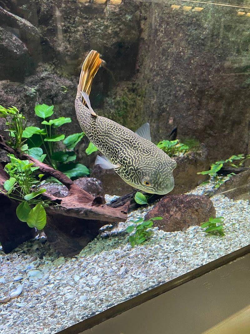 The Gar Are the Unofficial Headliners