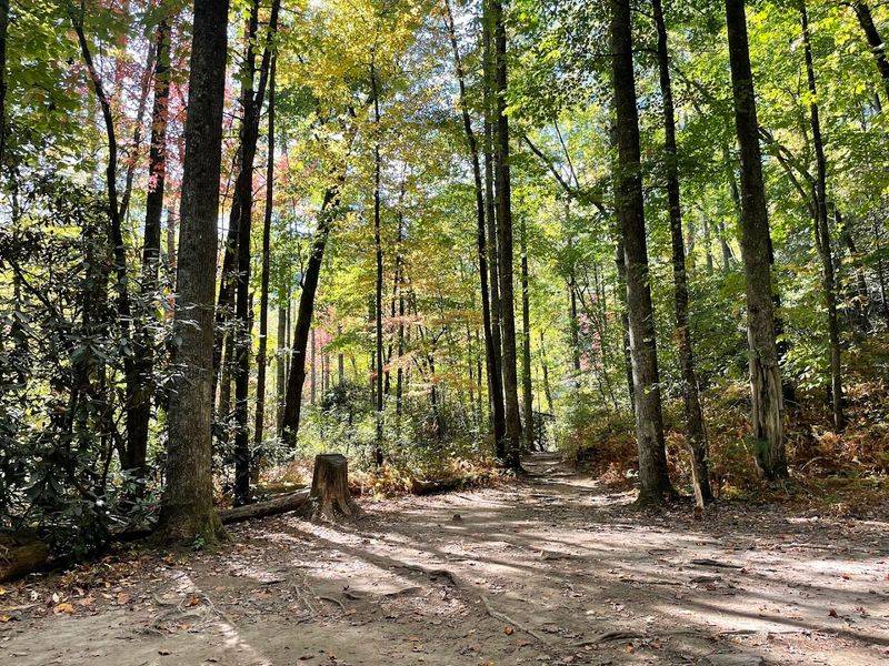 The Jeep Trail: An Off-Road Angle on the Forest