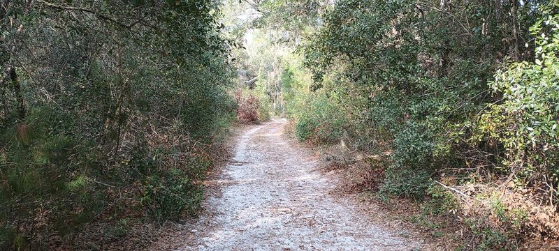 The Loop Trails: Miles of Real Florida