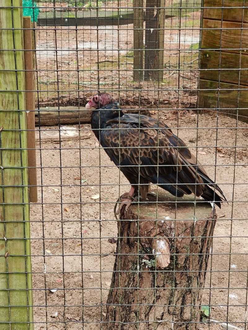 The Wildlife Hospital: A Rescue Operation Unlike Any Other