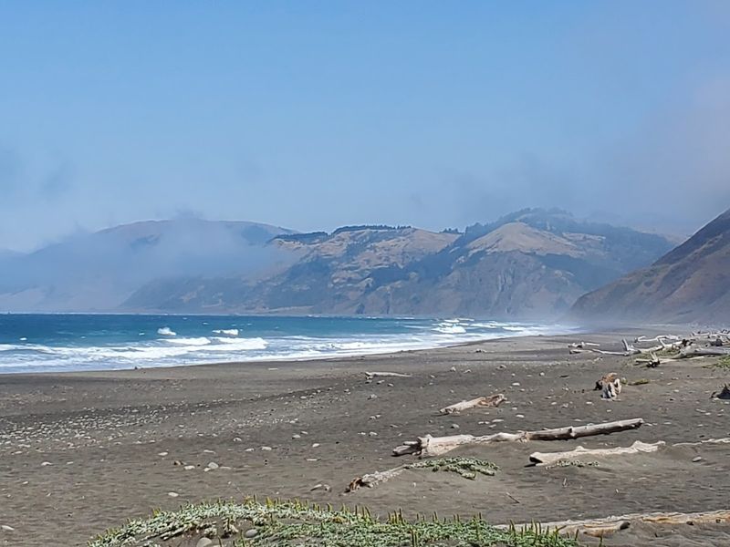 Wildlife Encounters Along the Shore