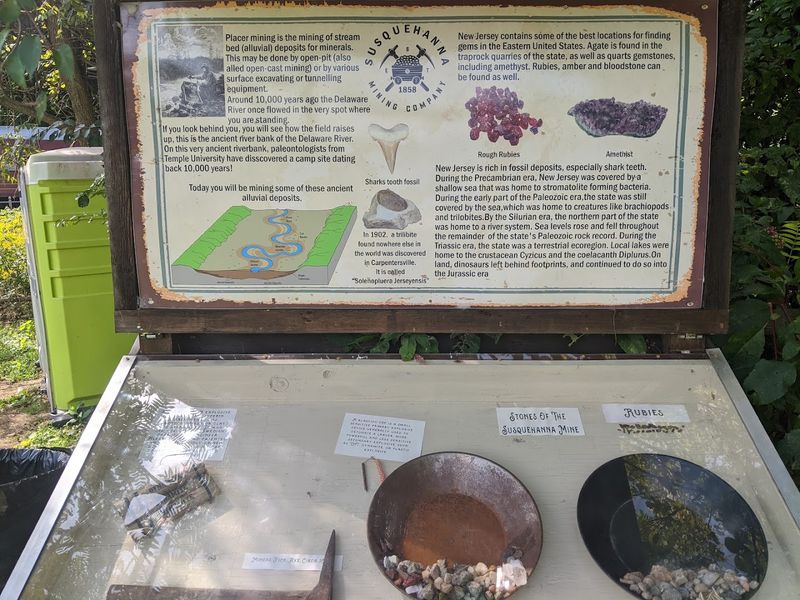 Shark Teeth and Fossils: The Real Crowd-Pleasers