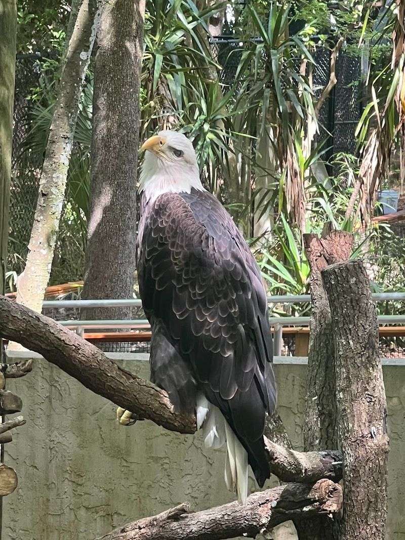 Lemurs, Eagles, and a Whole Lot More