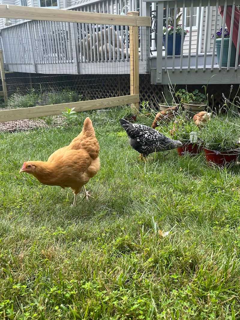 Free-Range Chickens and a Rooster With Personality