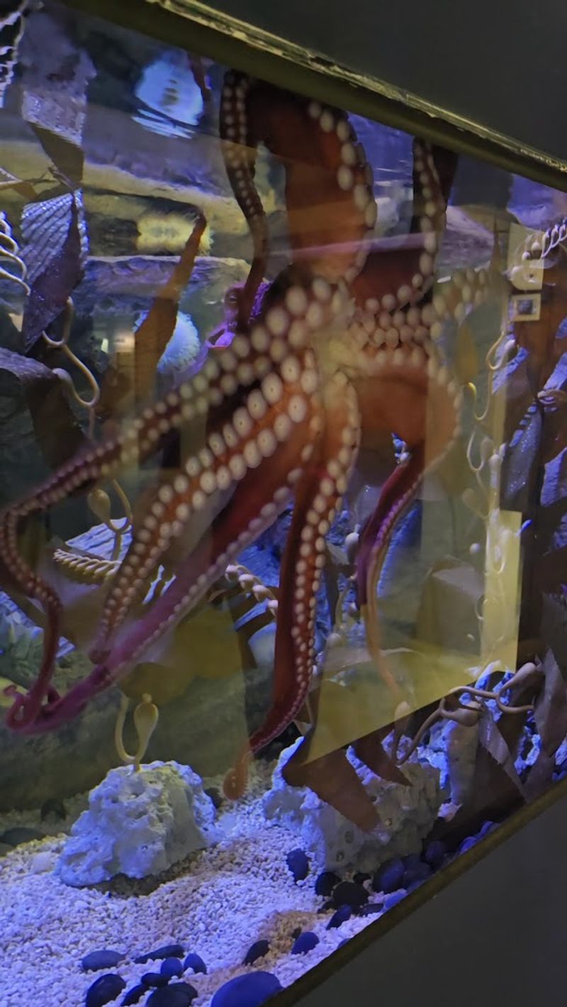 The Aquarium Level: Where Living Ocean Creatures Steal the Show