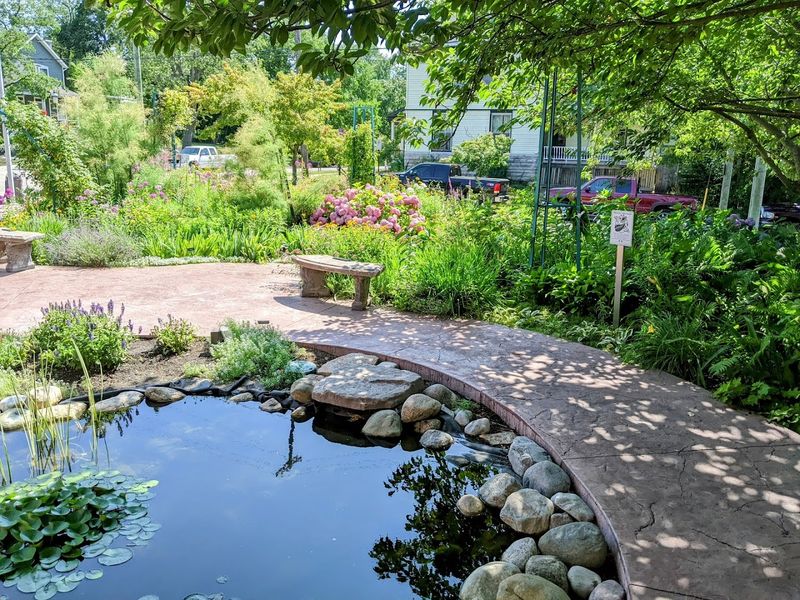 Goldfish, Water Lilies, and a Pond Full of Surprises