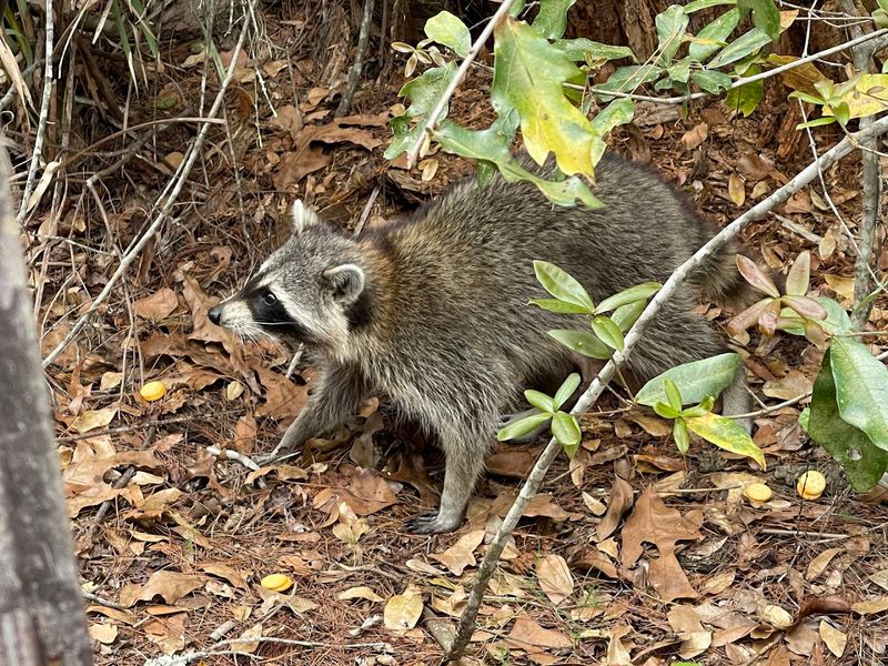 Wildlife Watching: What You Might See on Any Given Morning