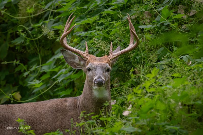 Wildlife That Actually Shows Up Here