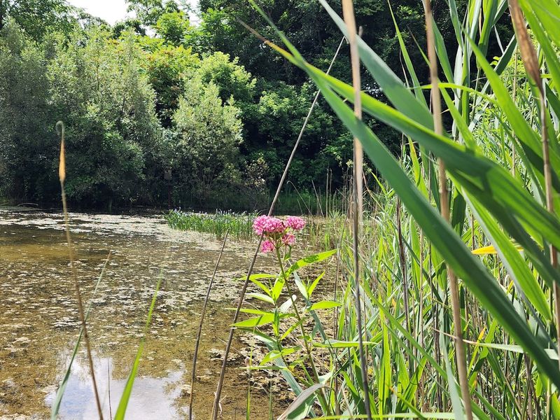 Natural Springs on the Grounds: A Surprise Nobody Talks About
