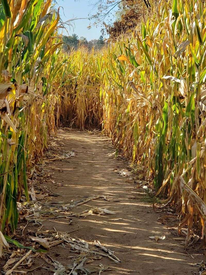 Getting Lost in the Corn Maze
