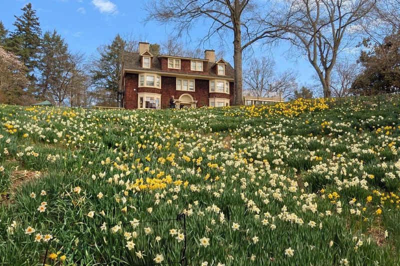 The Daffodil Bowl That Stops Everyone in Their Tracks