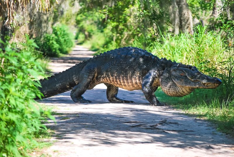 Alligator Alley Trail: The Star Attraction