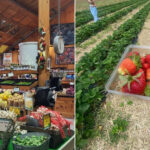 The Homemade Treats and Hidden Oddities That Make This Farm Market So Hard to Forget