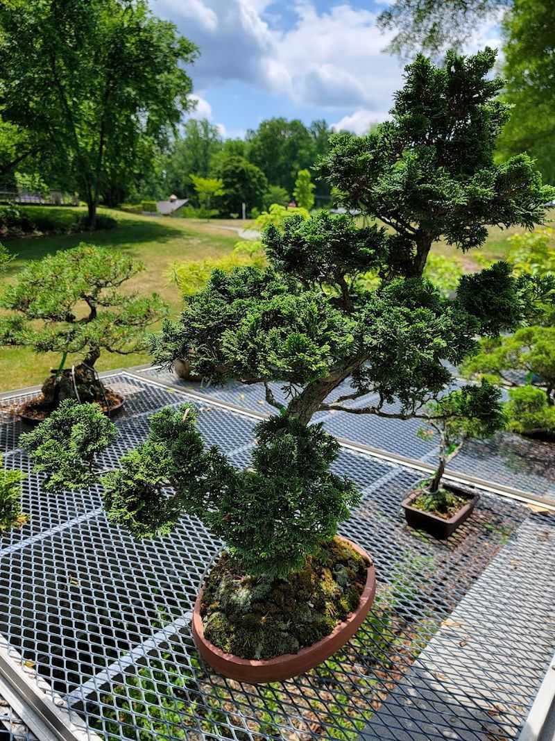 The Bonsai Collection Worth Seeing