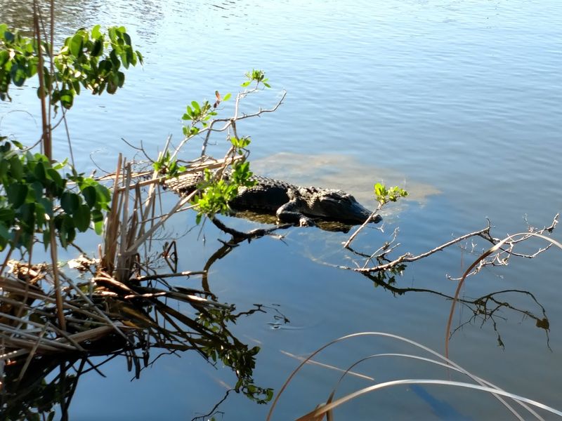 Other Wildlife That Might Surprise You