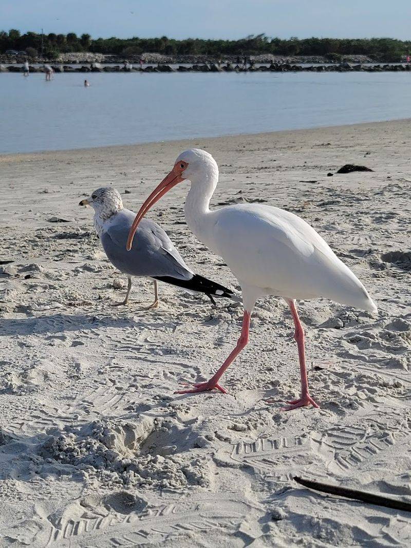 Wildlife That Shows Up Uninvited (In the Best Way)