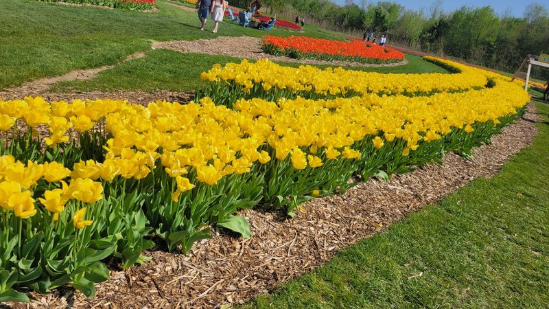 Spring Tulips That Kick the Season Off in Style