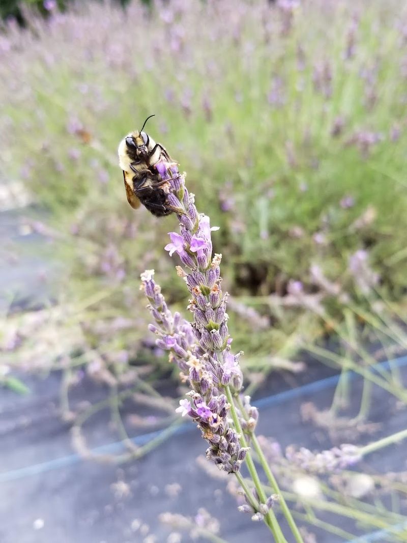 Bees, Butterflies, and the Living Farm