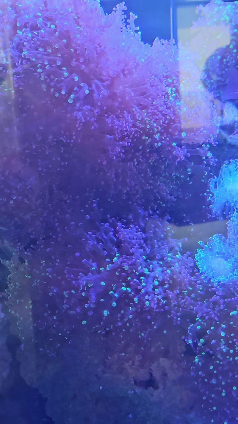 The Giant Pacific Octopus: One Animal That Commands the Whole Room