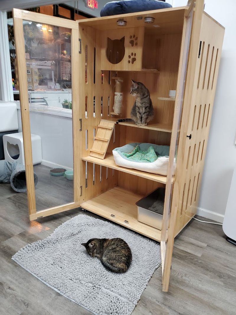 How the Cat Room Actually Works