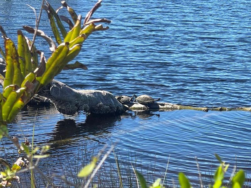 Wildlife Encounters: Alligators, Birds, and More