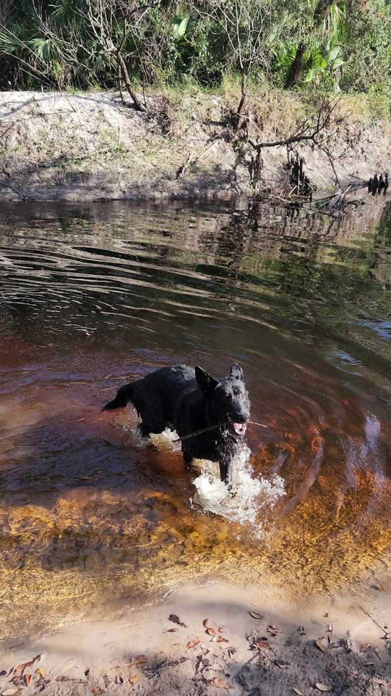 A Dog-Friendly Destination With a Few Ground Rules