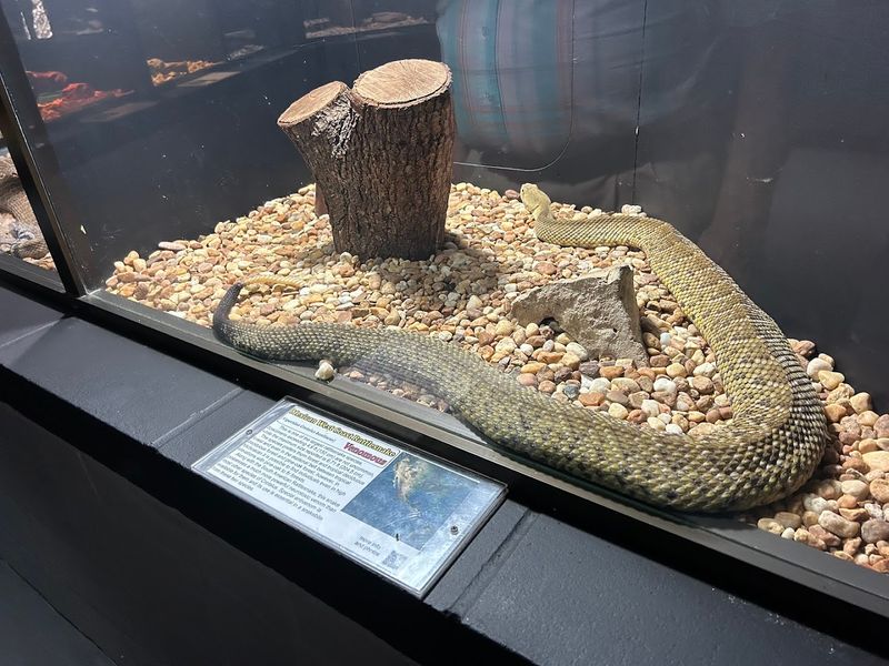 Over 60 Snake Species Behind the Glass
