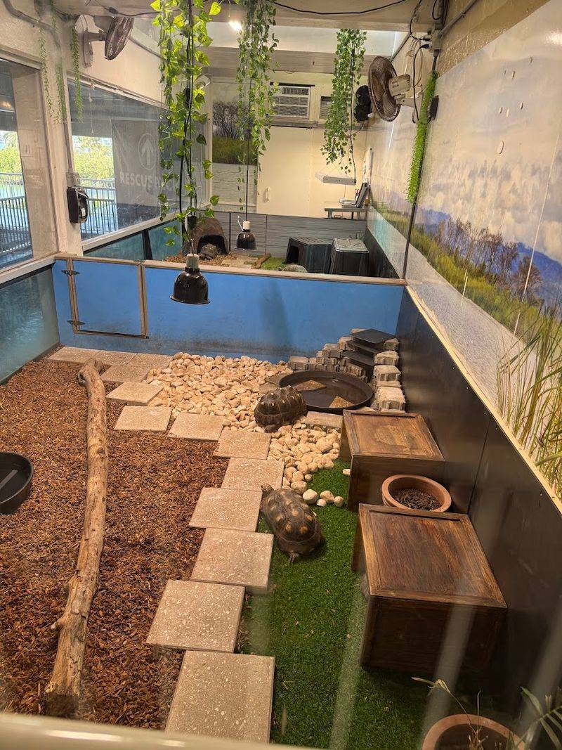 River Otters: The Aquarium's Playful Residents