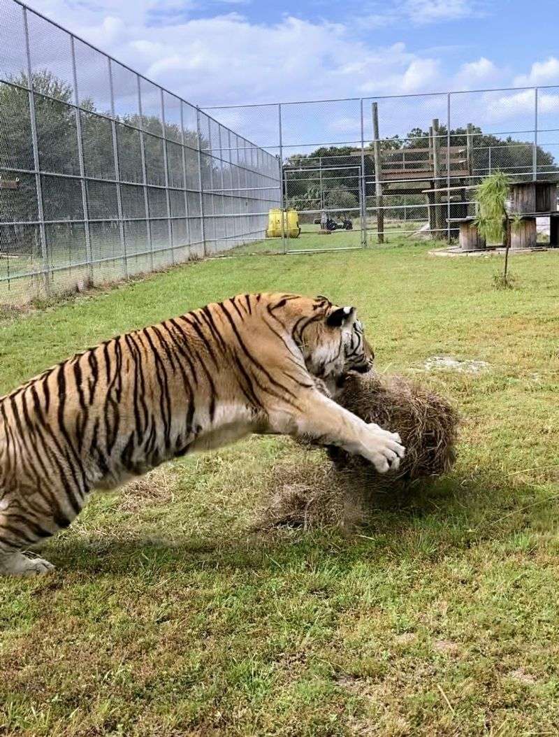 The Animals You Will Actually See