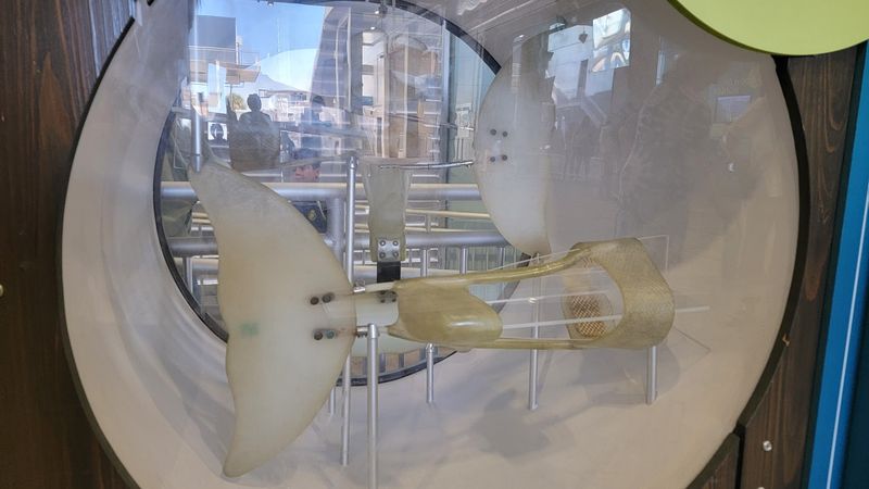 Winter the Dolphin and Her Lasting Legacy