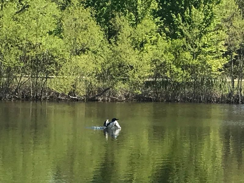 Bird Watching Right by the Harbor