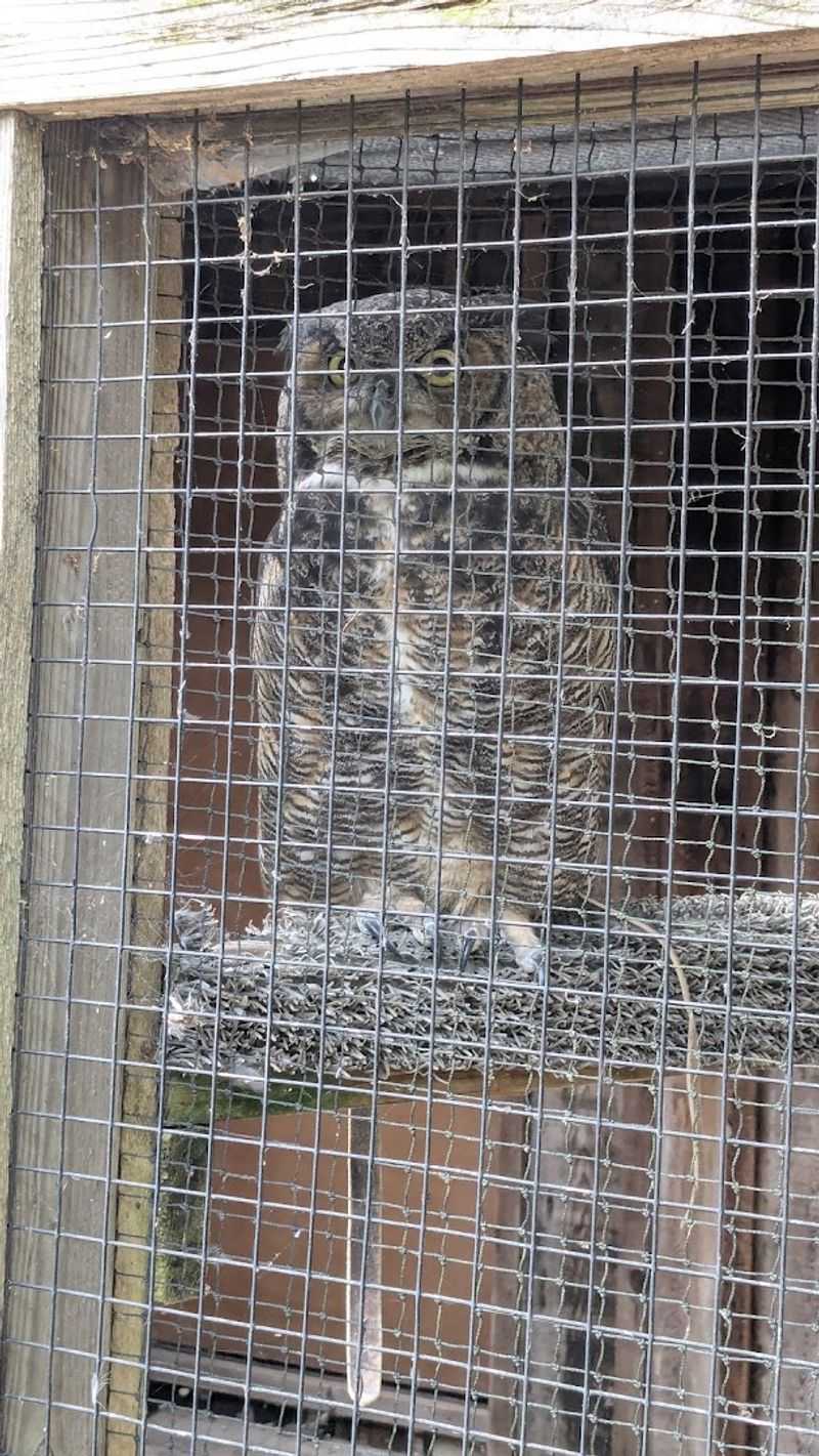 The Aviary and Its Feathered Residents