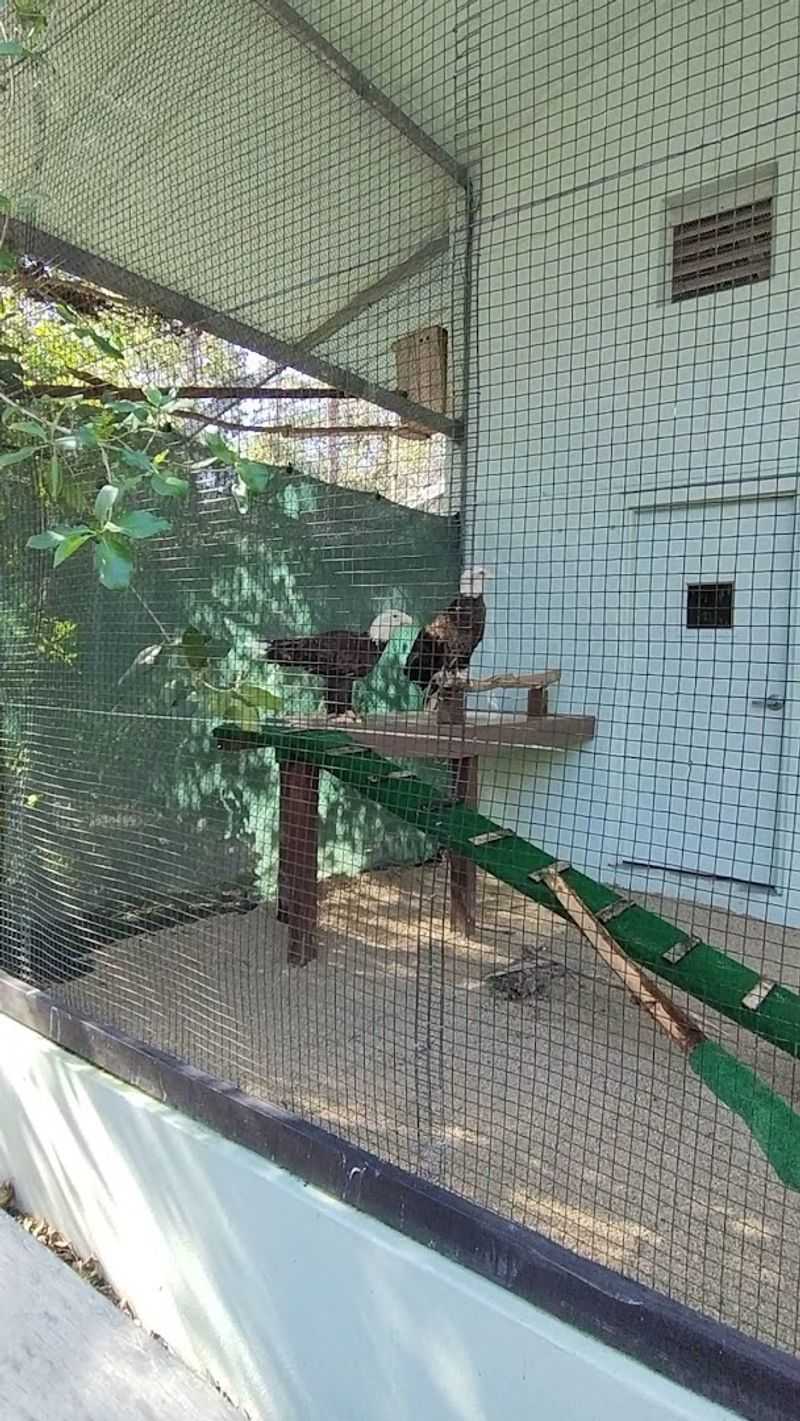 Birds of Prey: The Aviary and Rescued Raptors