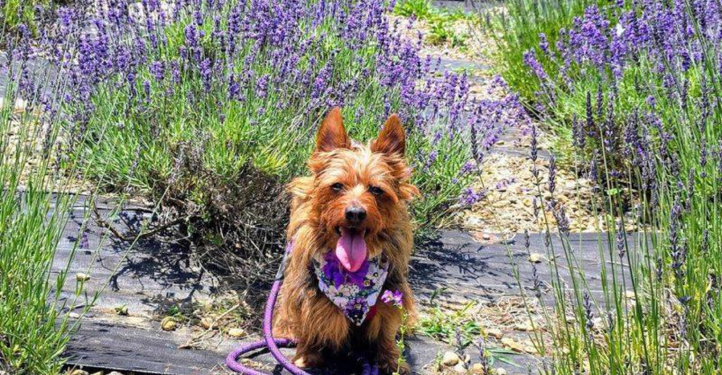 The New Jersey Spot Where Lavender Blooms, Friendly Pets, And Local Gifts Steal The Show