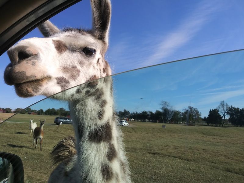 The Drive-Thru Safari Experience: Your Car Becomes the Cage