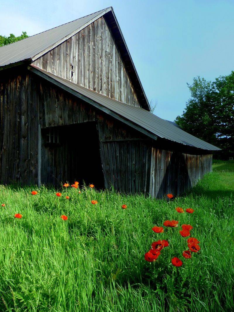 Why This Farm Keeps Growing: Loyalty, Fruit Trees, and a Long-Term Vision